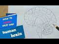 How To Draw Human Brain Step By Step Easy Way For Beginners
