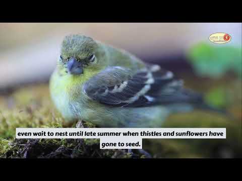 Explore the Art & History of the 1982 U.S. State Bird Stamps! 📬🐦