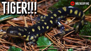 Download Lagu Fall Herping Road Trip - North Georgia to the Midwest! Tiger Salamander and Tantilla Thumbnail