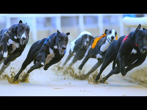 Greyhound Racing – The Fastest Dogs on Track!