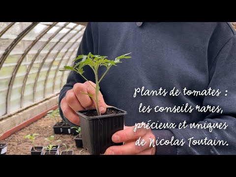 , title : 'Plants de tomates : les conseils rares, précieux et uniques de Nicolas Toutain.'