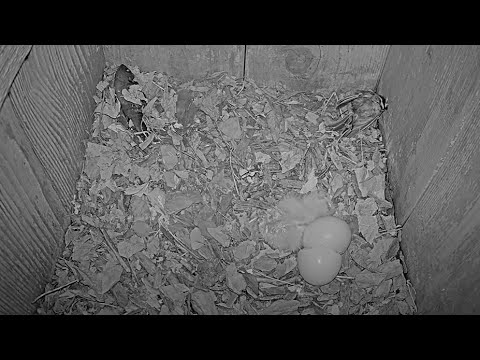 Hatch Highlights! First Owlet Revealed At Barred Owl Nest – April 6, 2025