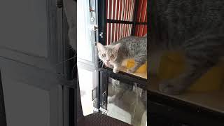 Download lagu cat sksusoswonwwliwge flwo li ajaiwq skwo mp3