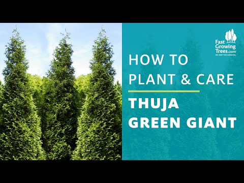 Thuja グリーンジャイアントクロベ | Thuja グリーンジャイアントクロベ植え方とお手入れ方法