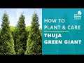Thuja Green Giant Arborvitae | How to Plant & Care