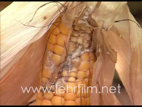 Lehrfilm Biologischer Pflanzenschutz am Beispiel des Maiszünslers - Ausschnitt