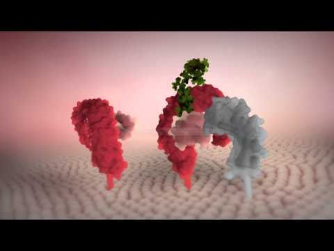 Toll-like receptor 4 signalling