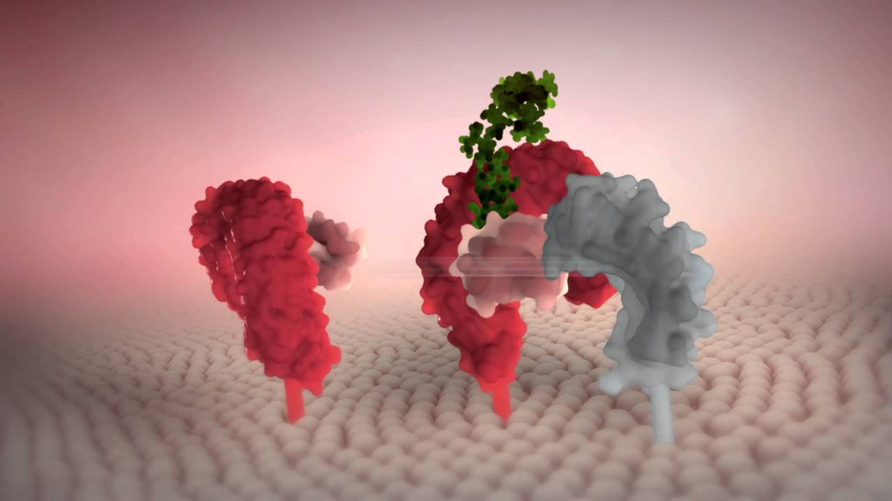 Toll-like receptor 4 signalling