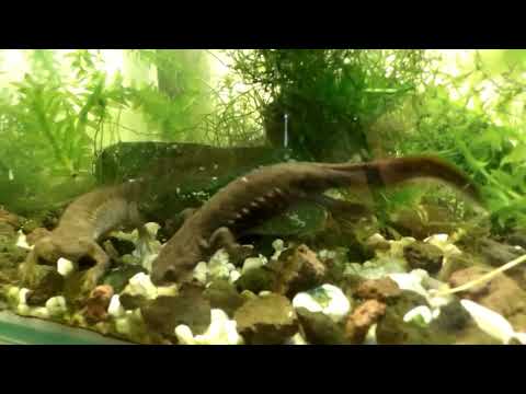 Tritons et salamandres