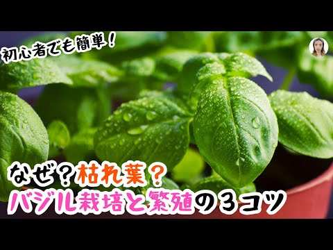 バジルの繁殖: 新しい植物を育てる方法 植物