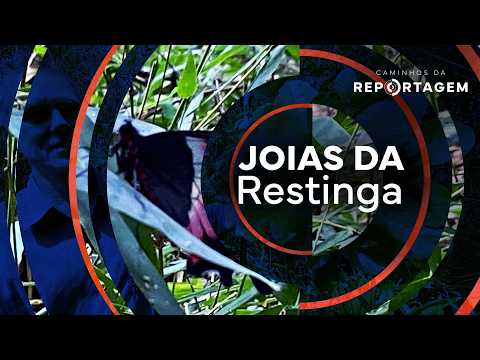 Joias da Restinga | Caminhos da Reportagem