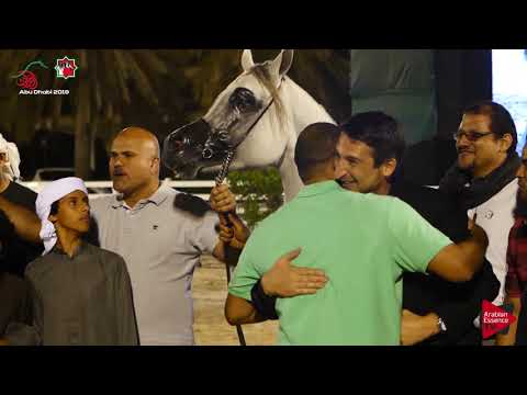 N.570 SQ BURKAN - UAE Nationals 2019 - Senior Stallions Championship