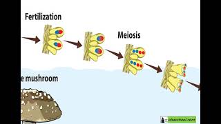 Reproduction - 1.9 The Best of Both Worlds - Reproduction in Fungi