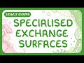 Key Features of Specialized Exchange Surfaces in Organisms
