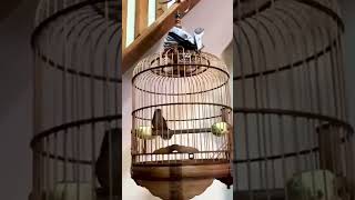 Download lagu wambi mini gacor #burungkicau #wambigacor mp3 Download lagu wambi mini gacor #burungkicau #wambigacor mp3