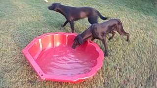 Daisy und Demmy Video 2