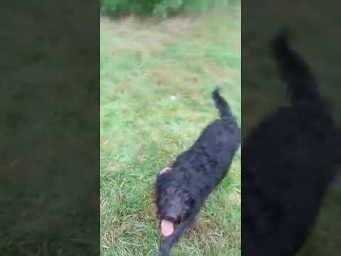 Batson's Happy Dogs video.