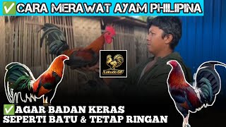 Download lagu CARA MERAWAT AYAM PHILIPINA AGAR BADAN KERAS SEPERTI BATU DAN TETAP RINGAN ❗ mp3