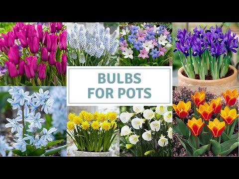 Spring Bulbs For Pots / Dwarf Bulbs In Containers