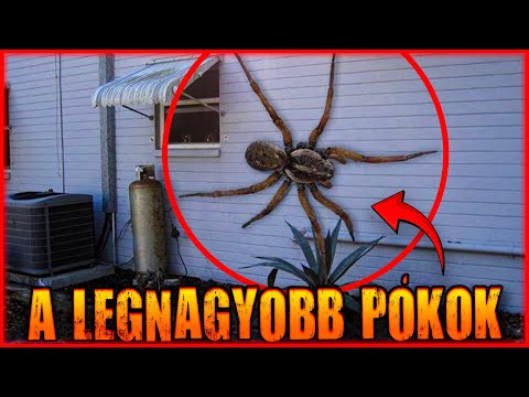 A LEGNAGYOBB PÓKOK a világon❗️A TOP 10 legnagyobb pók❗️Veszélyes élőlények a világunkból❗️😱