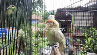 Download lagu Pancingan Paud belajar Bunyi dijamin Paud langsung Respon mp3 Download lagu Pancingan Paud belajar Bunyi dijamin Paud langsung Respon mp3