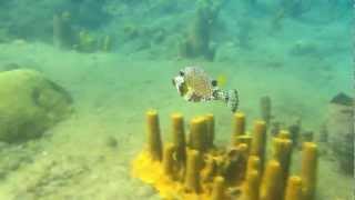 preview picture of video 'Trunk fish/ Bonaire Cow fish'