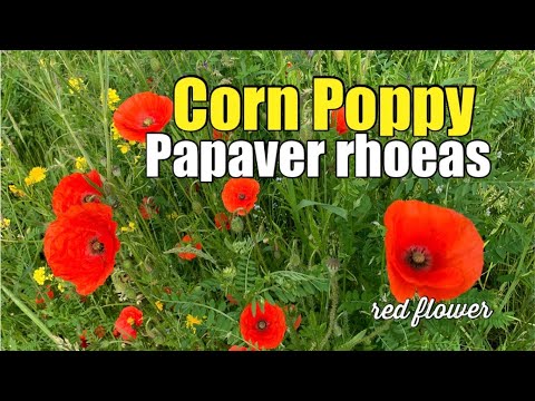Corn Poppy