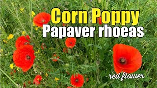 Corn Poppy Flower | Papaver Rhoeas | A Red Blooming Beauty 🌺