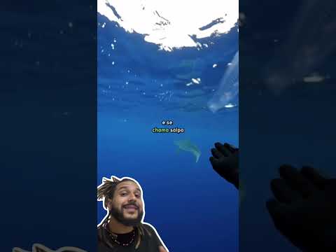 Esse bicho estranho é a SALPA! | Biomesquita