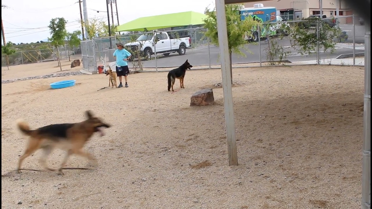 Enlarge Lone Star Ranger, a Adoptable German Shepherd Dog in Lakewood, CO video 6/6