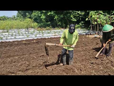 SMART FARMERS' SECRET: BUILD PERFECT GIANT BEDS WITH THIS TRADITIONAL TOOL!-agriculture farming