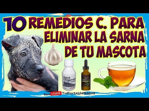 How to Cure Your Dog's Mange - 10 Home Remedies to Get Rid of Mange in Your Pet 🐶🐱