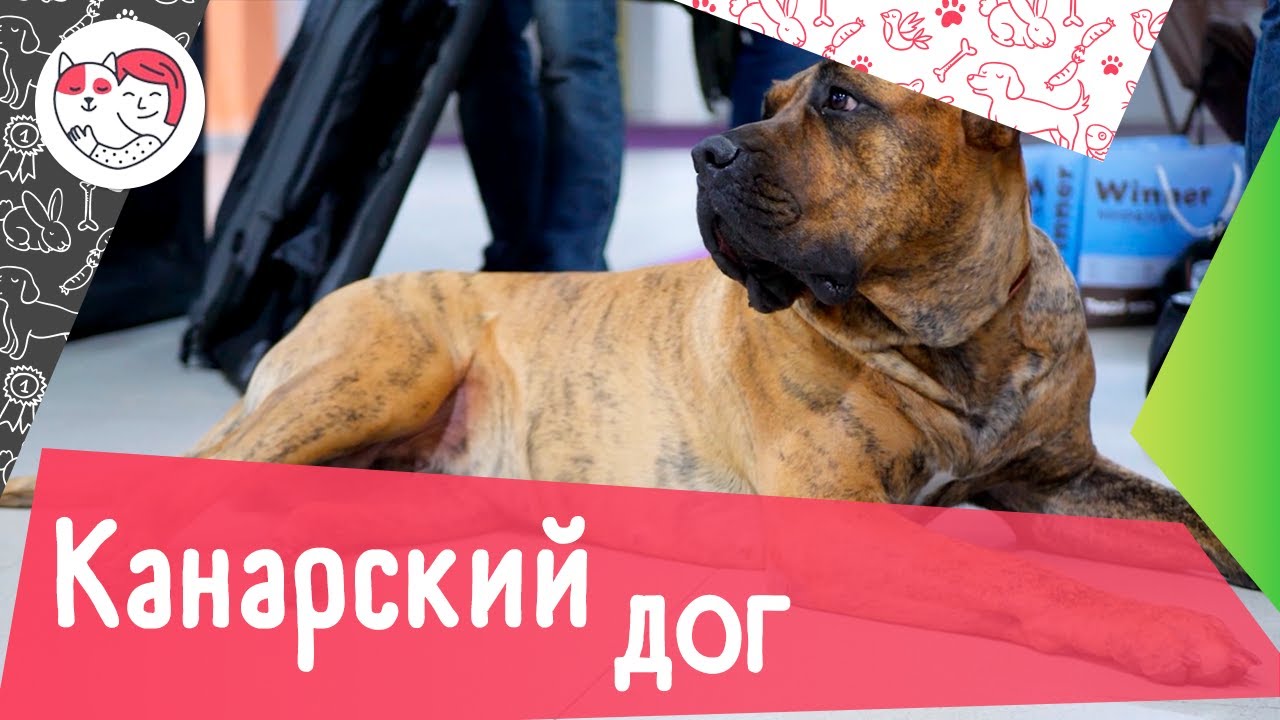 6 особенностей ухода за канарским догом