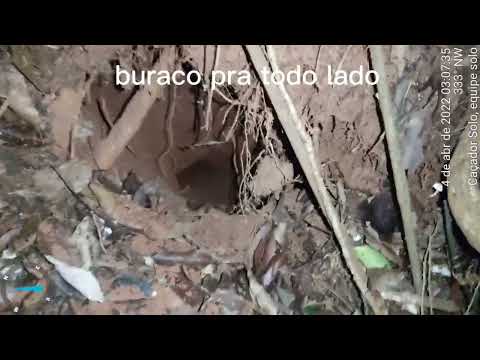 Caçada de tatu só pra canal não ficar muito parado