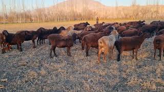 look what these little sheep are doing. 02