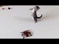 Kitten Vs Giant Spider (Tarantula) RC