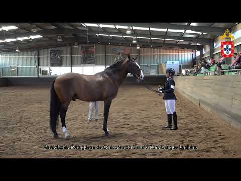 230424 2 Neptuno - Aprovação de Garanhões