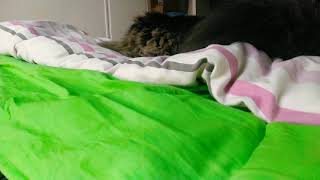 Download lagu Cute cat Sleeping| Fluffy| Kucing tido| Kucing Hutan Norway mp3