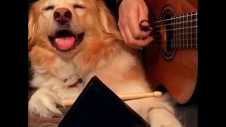 Dog Plays Drums - Best of Trench and Maple Vines pt.1