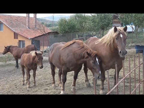 Caii doamnei Paula, Cluj 16 sept 2017