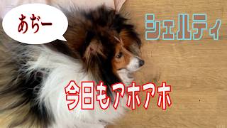 【シェルティ】今日もアホアホ【フランス田舎暮らし🇫🇷】#犬の散歩 #賢い犬 #犬のいる暮らし #シェルティ