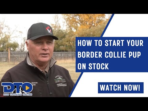 How To Start Your Border Collie Pup On Stock