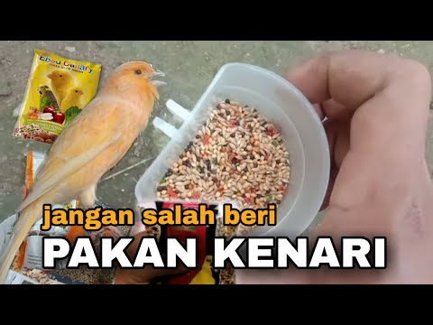 , title : 'JANGAN SALAH BERI PAKAN  ❗MERK PAKAN KENARI DAN MANFFATNYA'