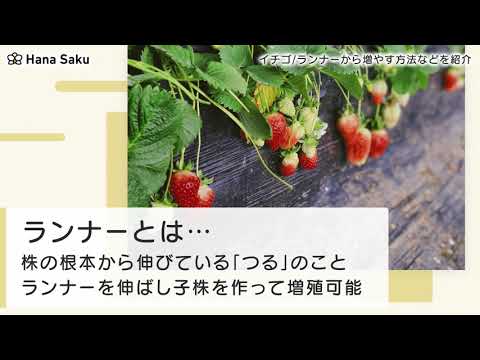 園芸 イチゴを増やすにはどうすればよいですか?