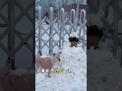 Cuando el perrito también tiene que ir al cole