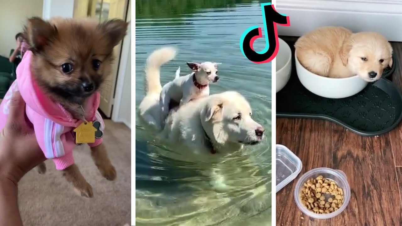 Funny Dogs of TIK TOK ~ Try Not to Laugh ~ TikToks That Make You Go AAWWW!