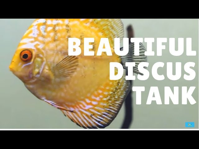Beautiful Discus Tank With Driftwood Hardscape | The Indian Fishkeeper