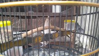 Download lagu PERKUTUT LOKAL HARGA TERMAHAL 1 MILYAR LEPAS... mp3