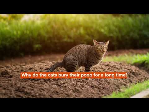 Why Do Cats Bury Their Poop? Feline's Waste Burying Instinct Explained