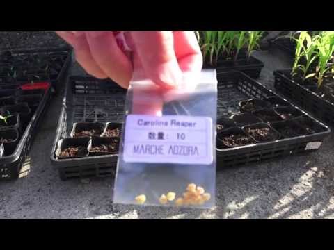 世界で一番辛い唐辛子 植物